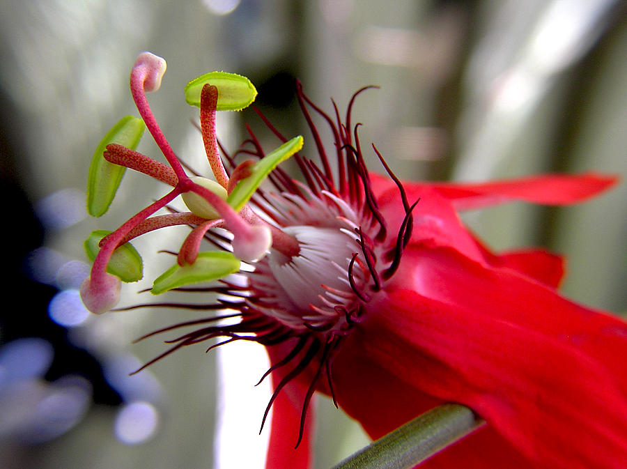 Passion Flower in Red Photograph by Adam Johnson