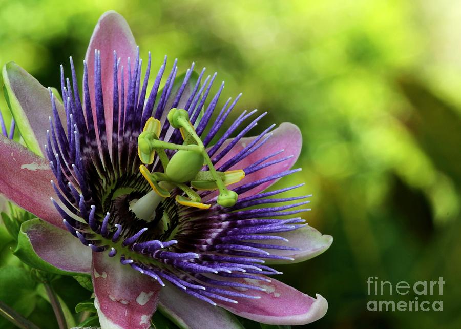 Passion Flower in the Garden Photograph by Sabrina L Ryan