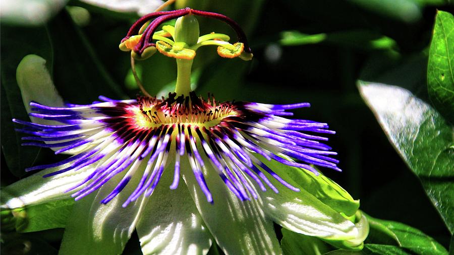 Passion Flower In The Sunlight Photograph by KATIE Vigil