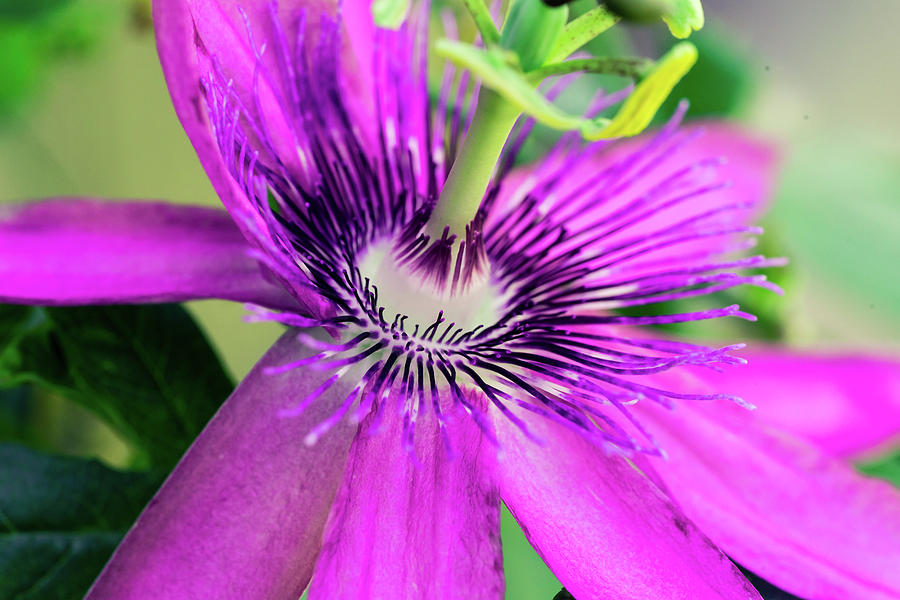 Passion Flower  Photograph by Judy Wright Lott