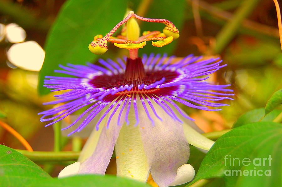 Passion Flower ll Photograph by Mia Alexander