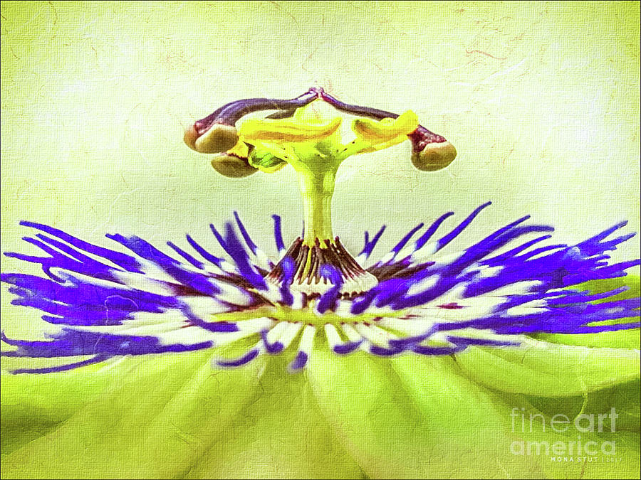 Nature Digital Art - Passion Flower Macro by Mona Stut