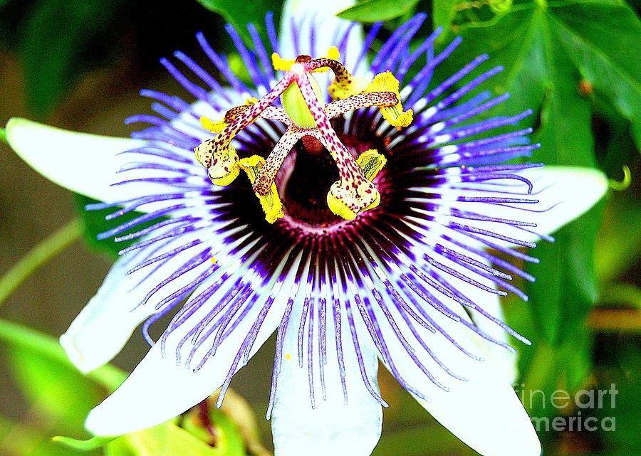 Passion Flower Photograph by Mia Alexander