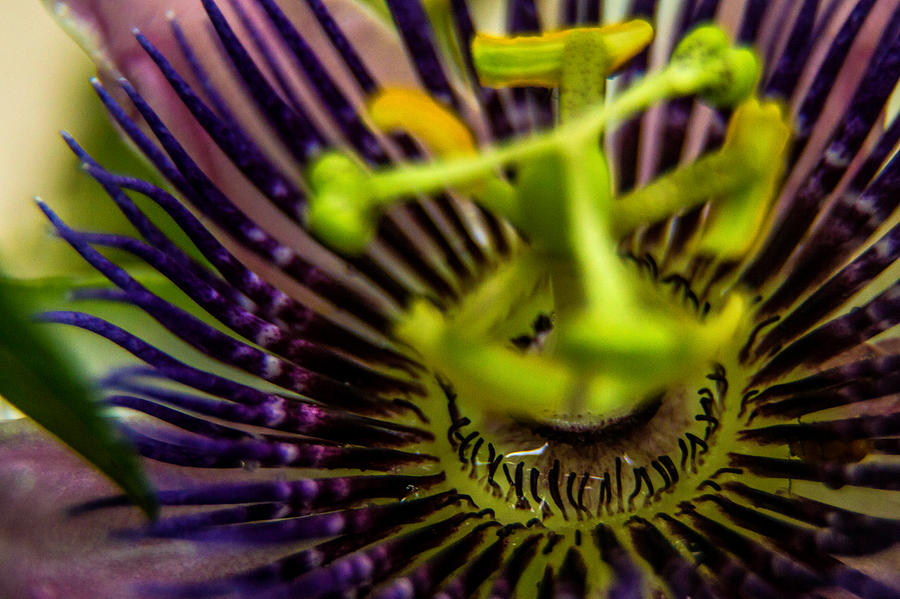 Passion Flower Photograph by Micah Goff