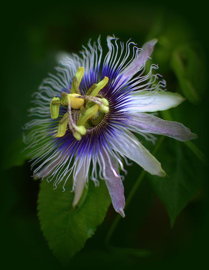 Passion Flower Photograph by Nathan Abbott