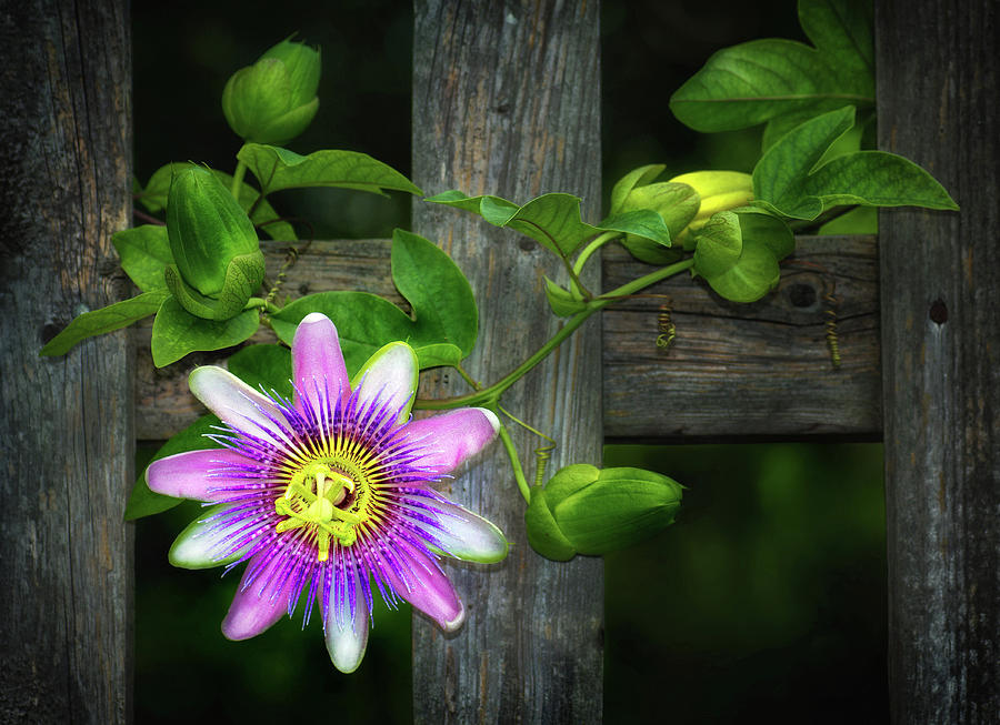 Passion Flower on the Fence Photograph by Carolyn Derstine