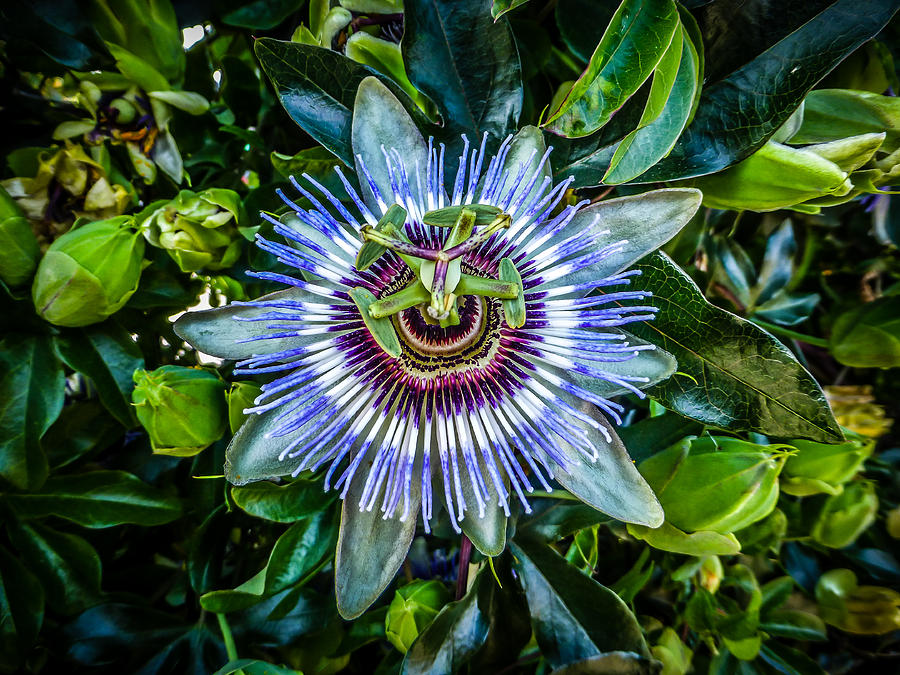 Passion Flower Photograph by Pamela Newcomb