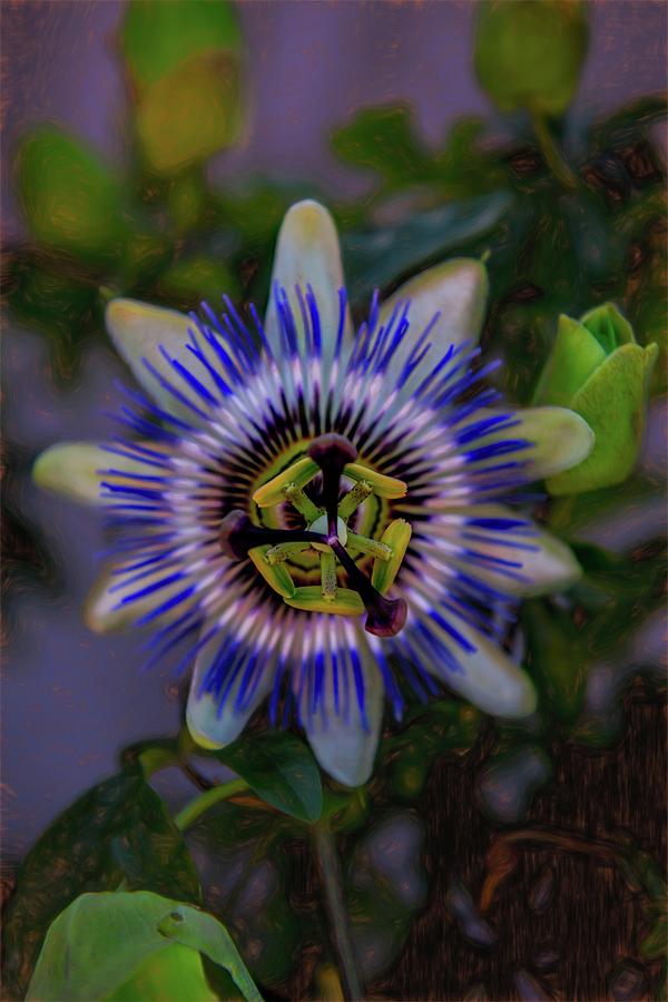 Passion Flower Photograph by Patricia Dennis