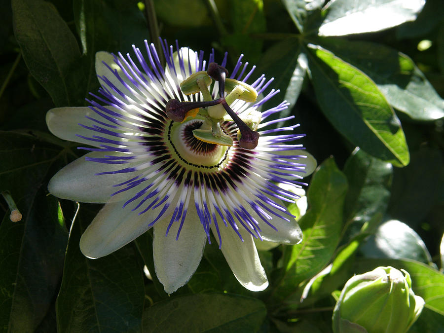 Passion Flower photo Photograph by Judy Mercer