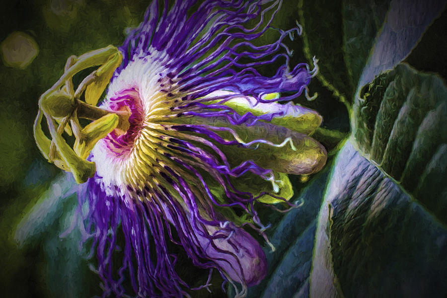 Passion Flower Profile Painting by Barry Jones