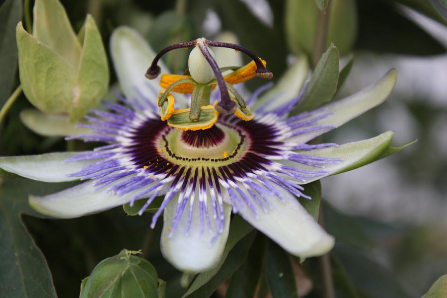 Passion Flower Photograph by Roger Cummiskey