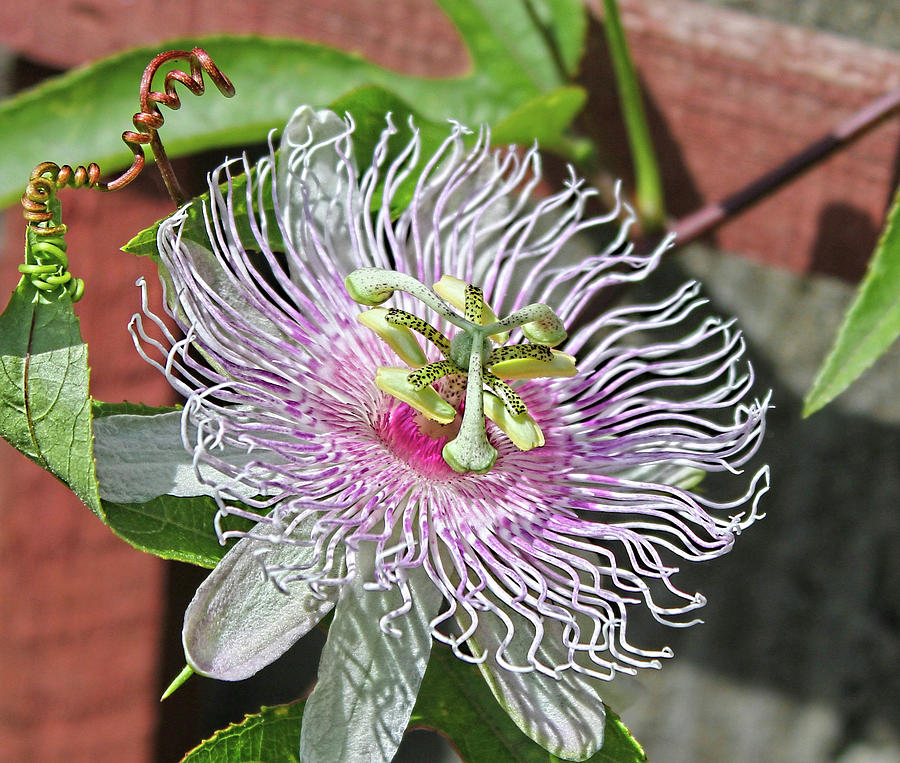 Passion Flower Photograph by Ronda Ryan