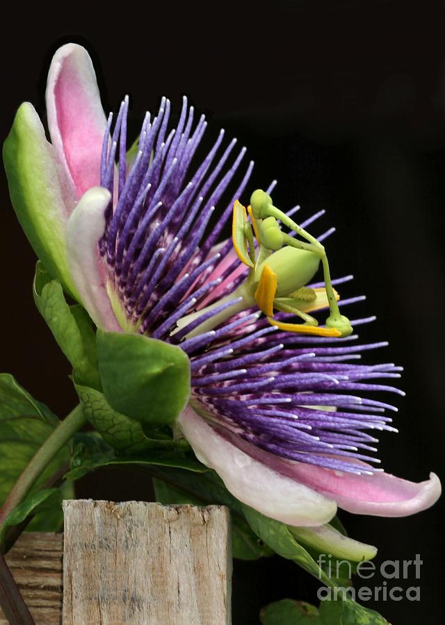 Passion Flower Photograph by Sabrina L Ryan