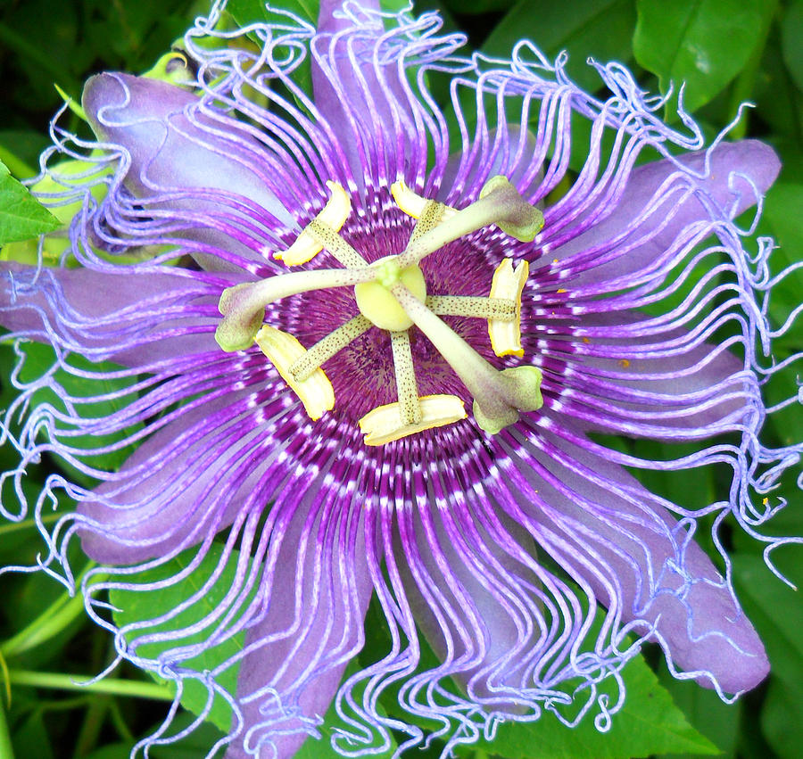 Passion Flower Photograph by Sheri McLeroy