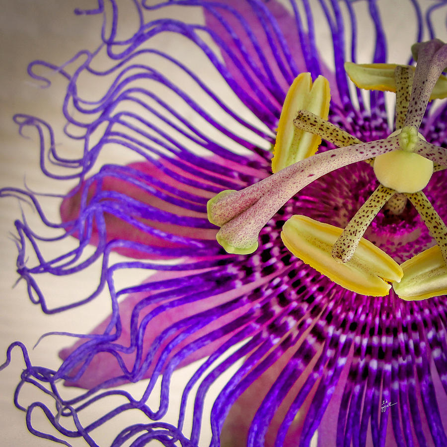 Passion Flower Squared Photograph by TK Goforth