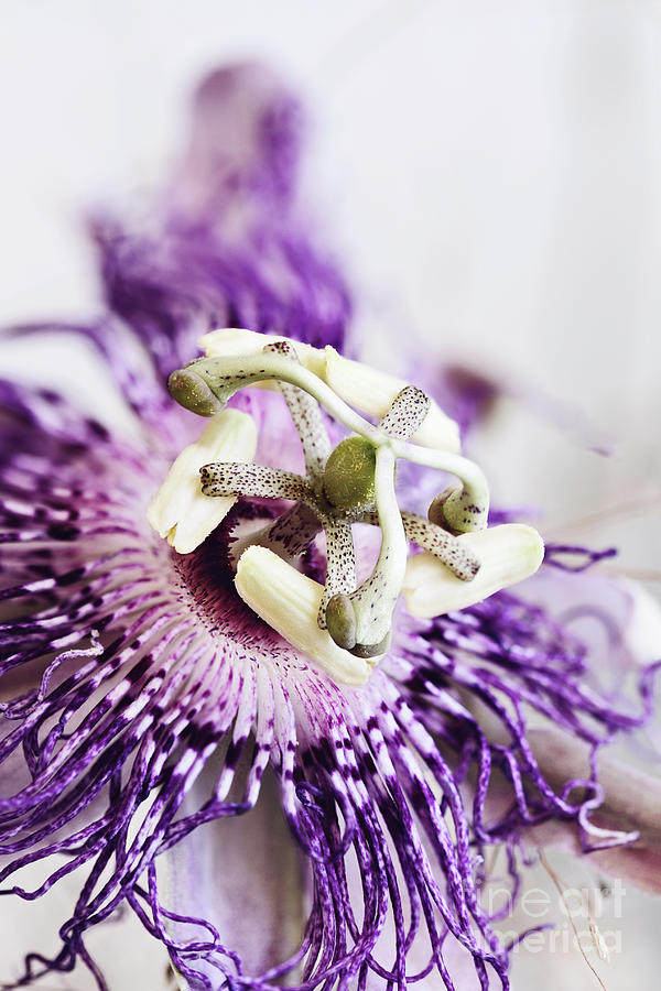 Passion Flower Photograph by Stephanie Frey