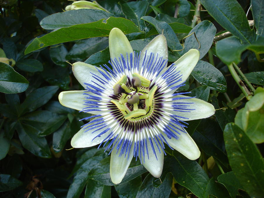 Passion flower Photograph by Susan Baker
