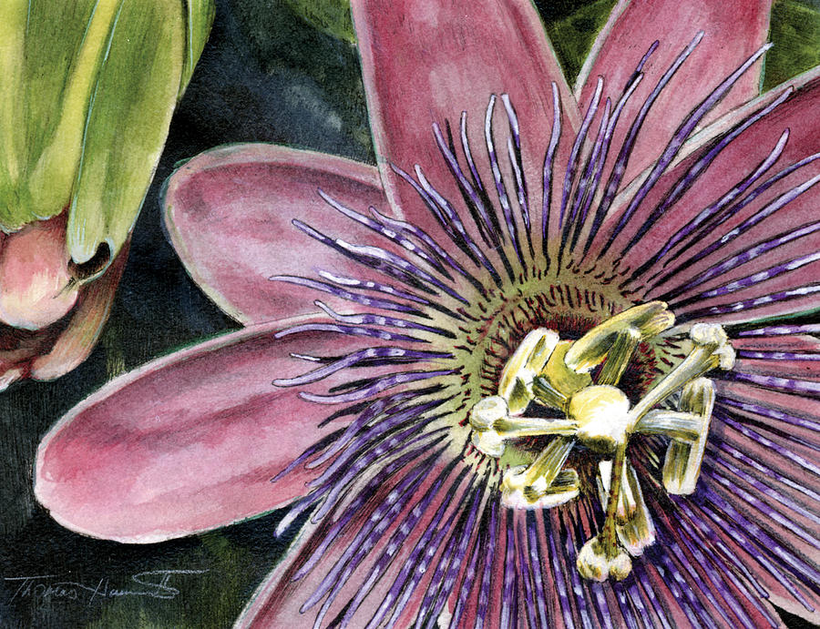 Passion Flower Painting by Thomas Hamm