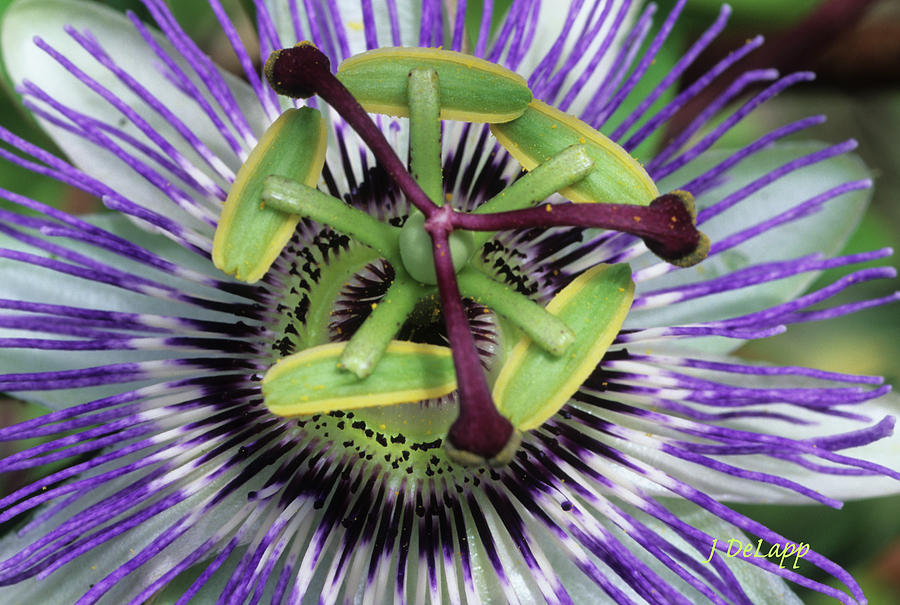 Passion Flower Up Close V1 Photograph by Janet DeLapp