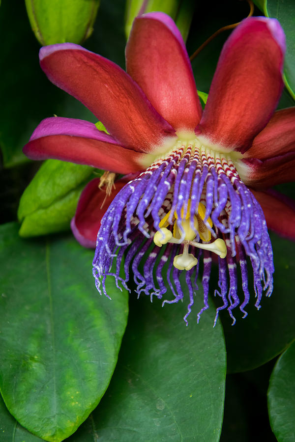 Passion Flower Photograph - Passion Flower ver. 1 by Robert VanDerWal