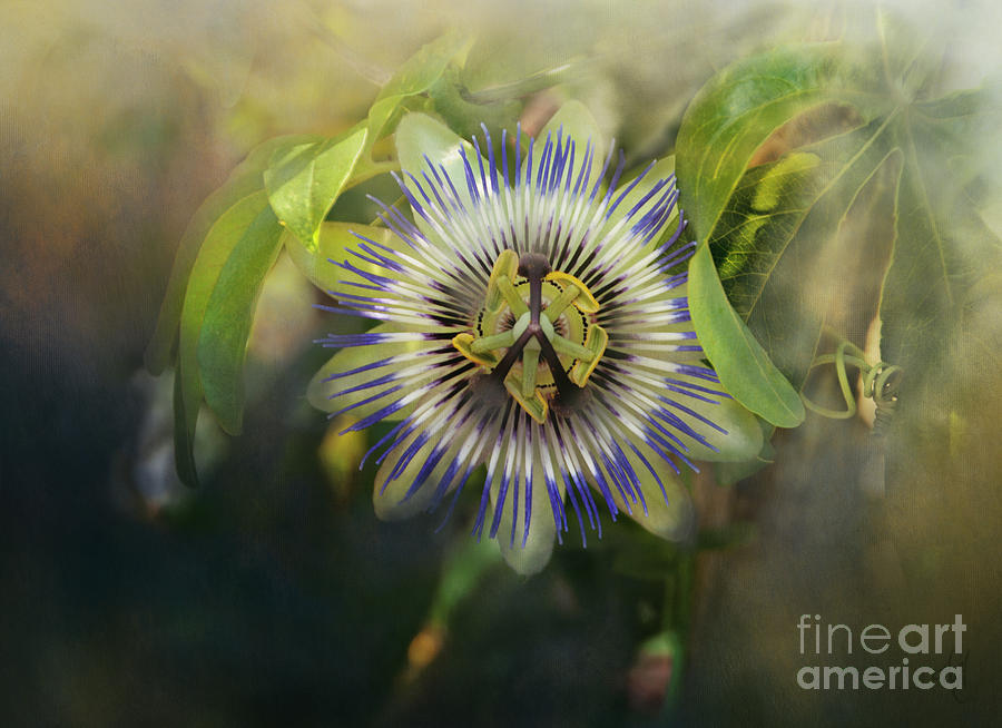 Passion Flower Digital Art by Victoria Harrington