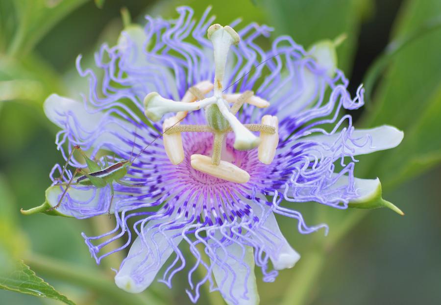Passion Flower With Grasshopper Photograph by Warren Thompson