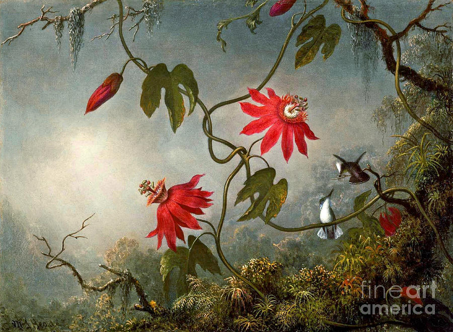 Passion Flowers and Hummingbirds 1870 Photograph by Padre Art
