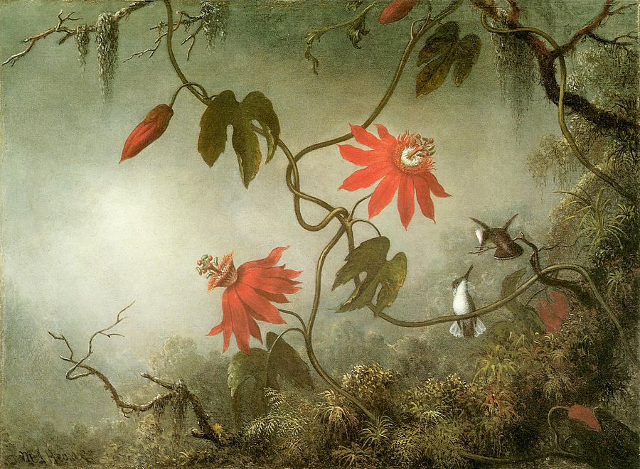 Passion Flowers and Hummingbirds Painting by Martin Johnson Heade 