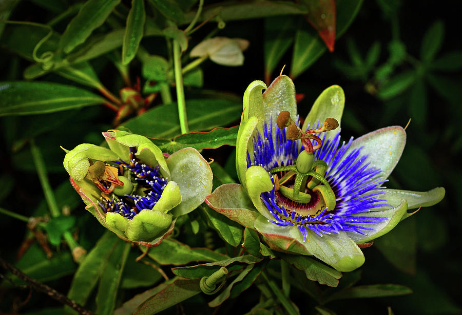Passion Flowers Opening 009 Photograph by George Bostian