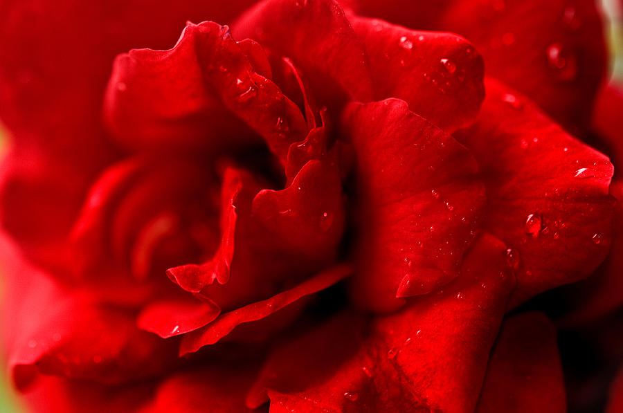 Passion for Flowers. Sensual Petals Photograph by Jenny Rainbow