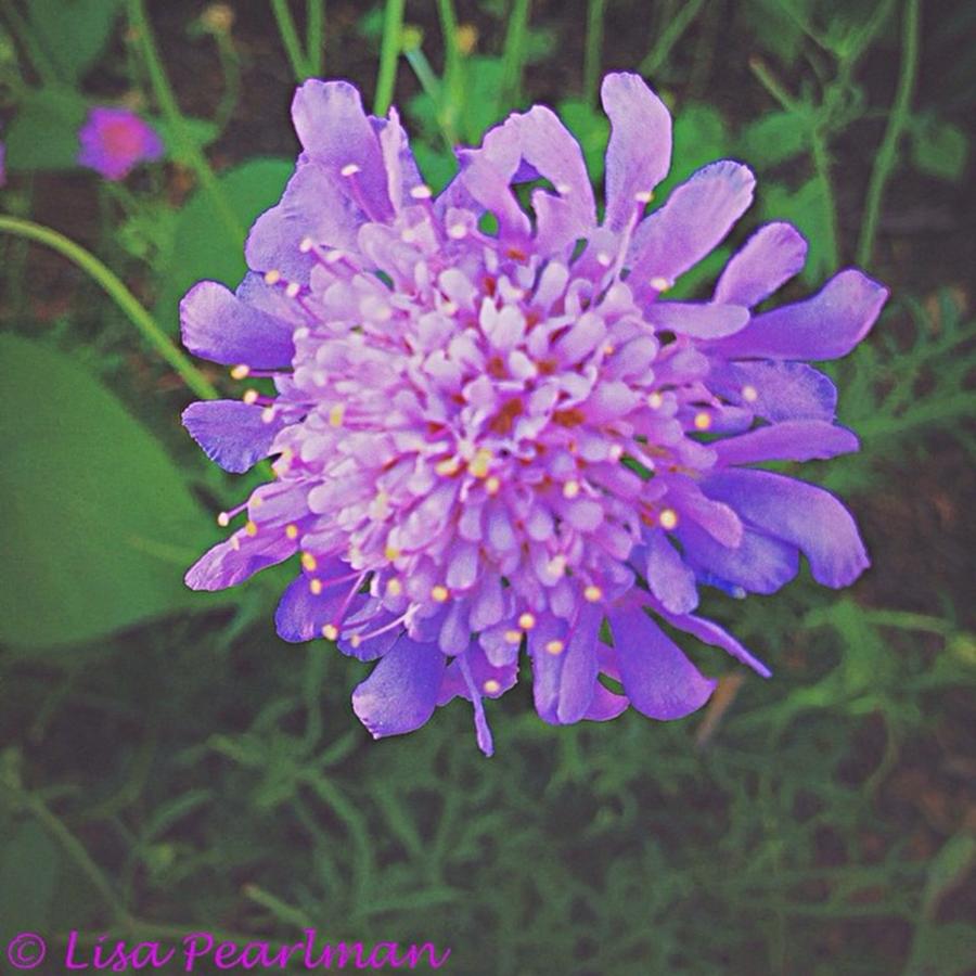 Passion For Purple! #floweroftheday Photograph by Lisa Pearlman