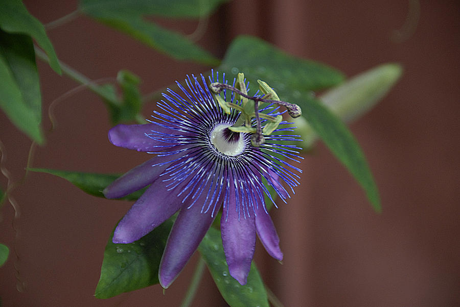 Passion Fruit Photograph by Keith Lovejoy