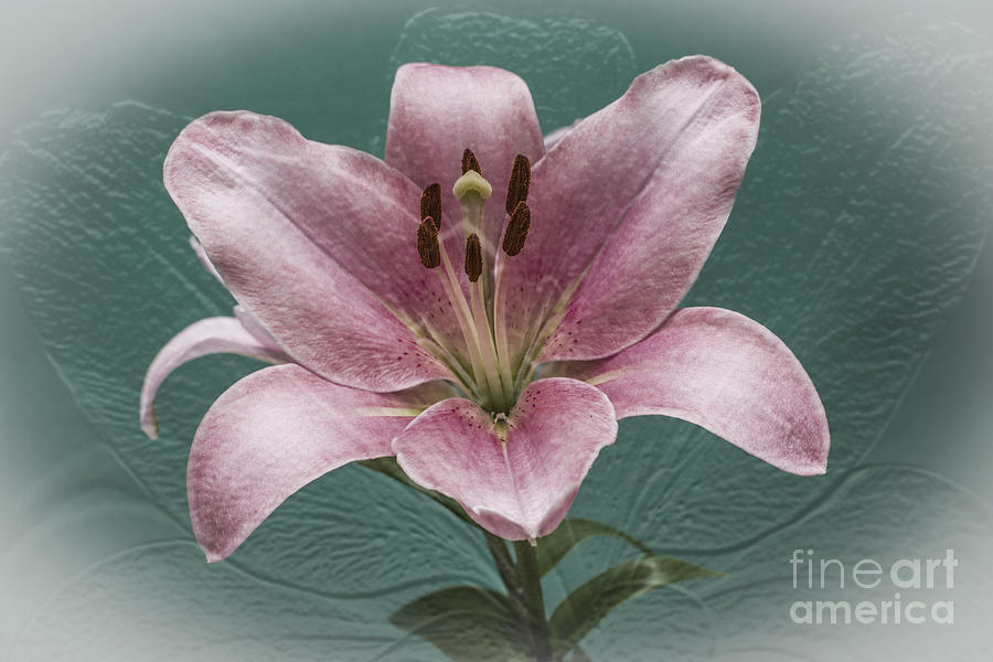 Lily Photograph - Passion by Steve Purnell