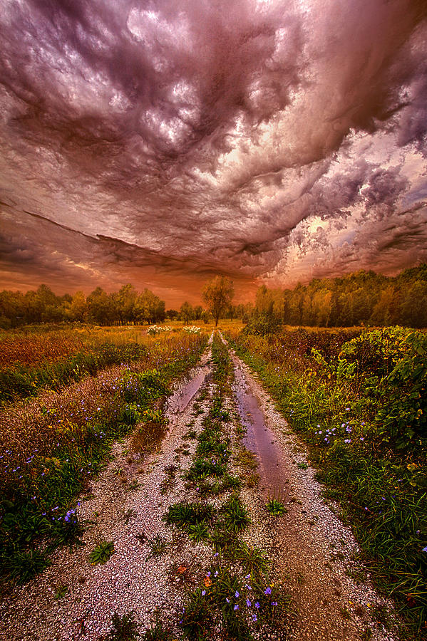 Passion Within Chaos Photograph by Phil Koch