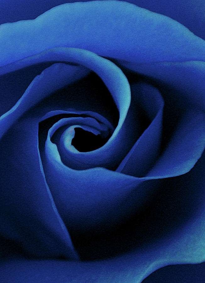 Passionate Blue Photograph by The Art Of Marilyn Ridoutt-Greene