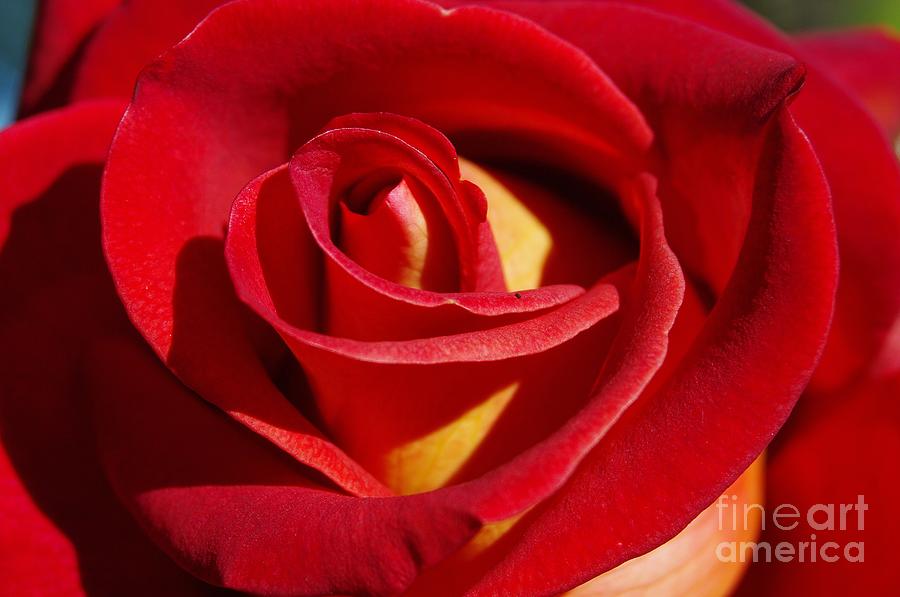 Rose Photograph - Passionate Petals by Lorles Lifestyles Rose Photograph - Passionate Petals by Lorles Lifestyles