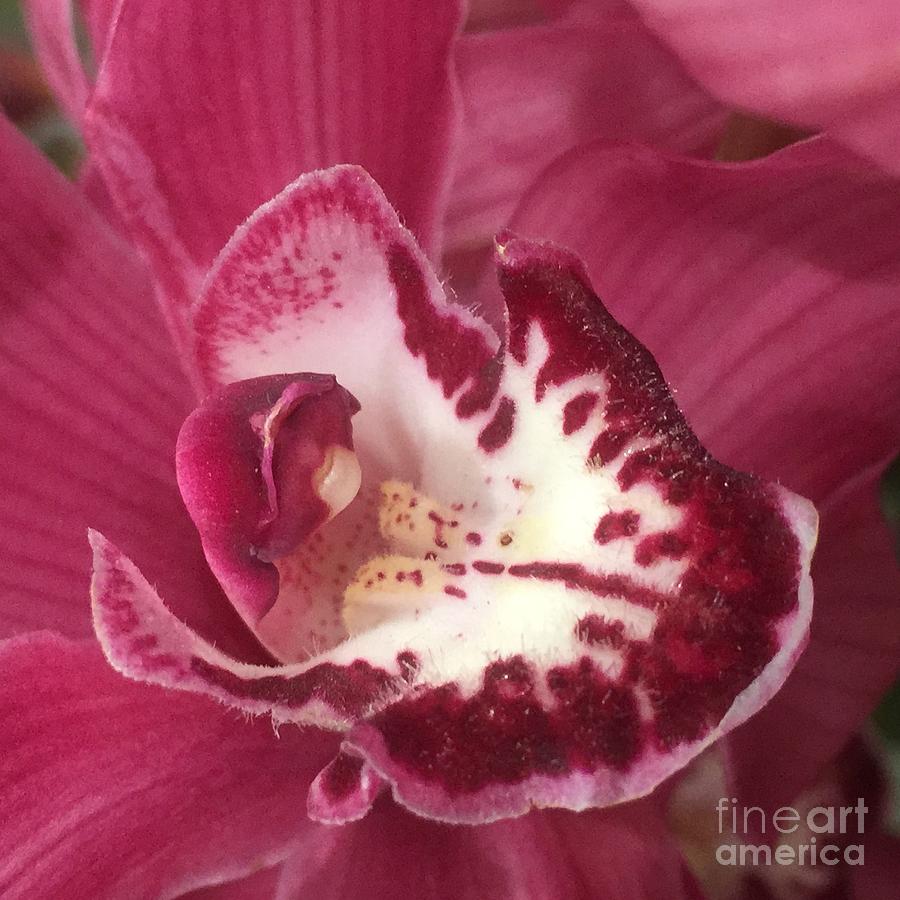 Orchid Photograph - Passionate Purple by Nona Kumah