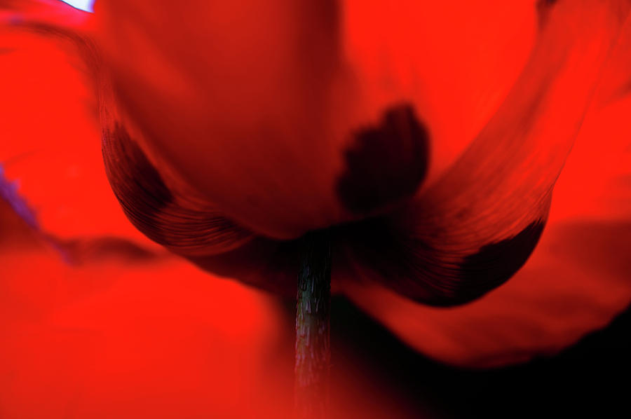 Passionate Red Photograph by Jenny Rainbow