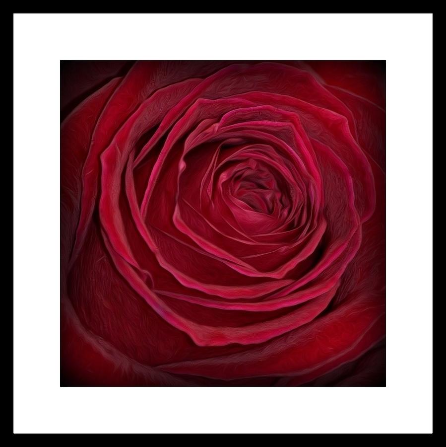 Passionate Rose Photograph by Kimberly Woyak