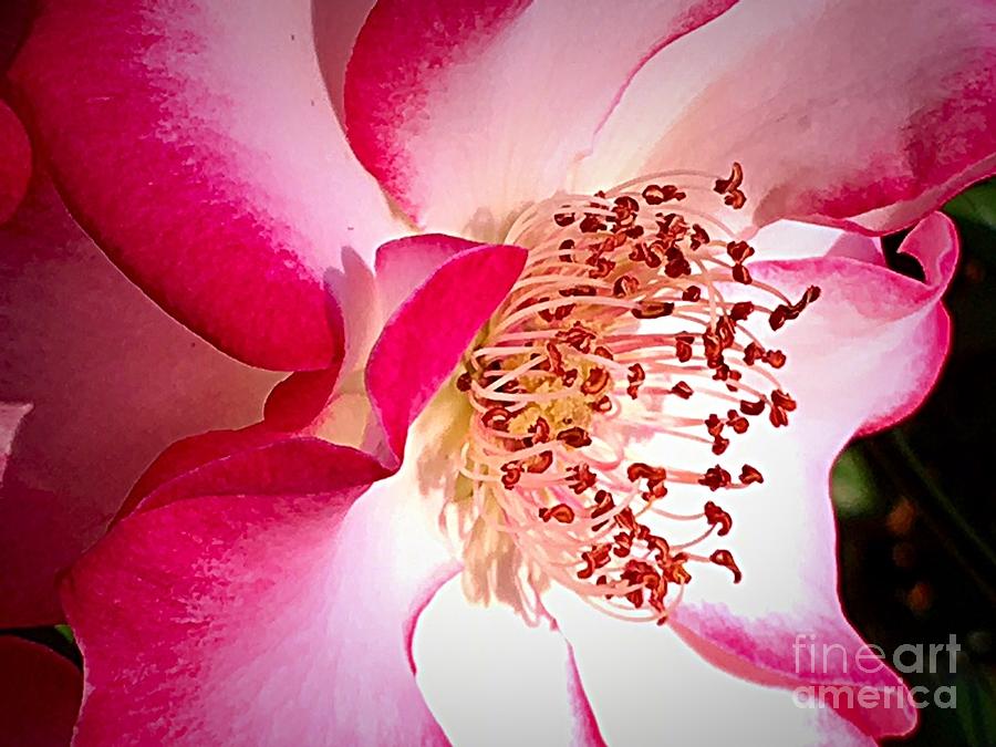 Passionate Rose Photograph by Carol Riddle