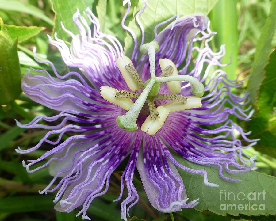 Nature Photograph - Passionflower Accented by Sunlight by Barbie Corbett-Newmin