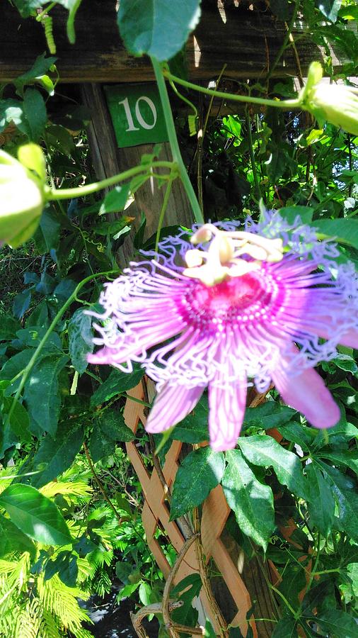 Passionflower by Andrew Blitman Passionflower by Andrew Blitman