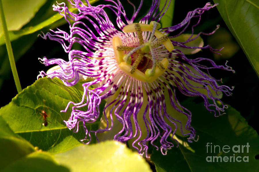 Passionflower Photograph by Robyn King