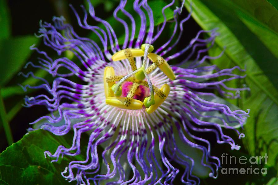 Passionflower Spiritual Art Photograph by Robyn King