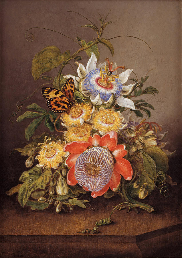 Passionflowers Painting by Ferdinand Bauer