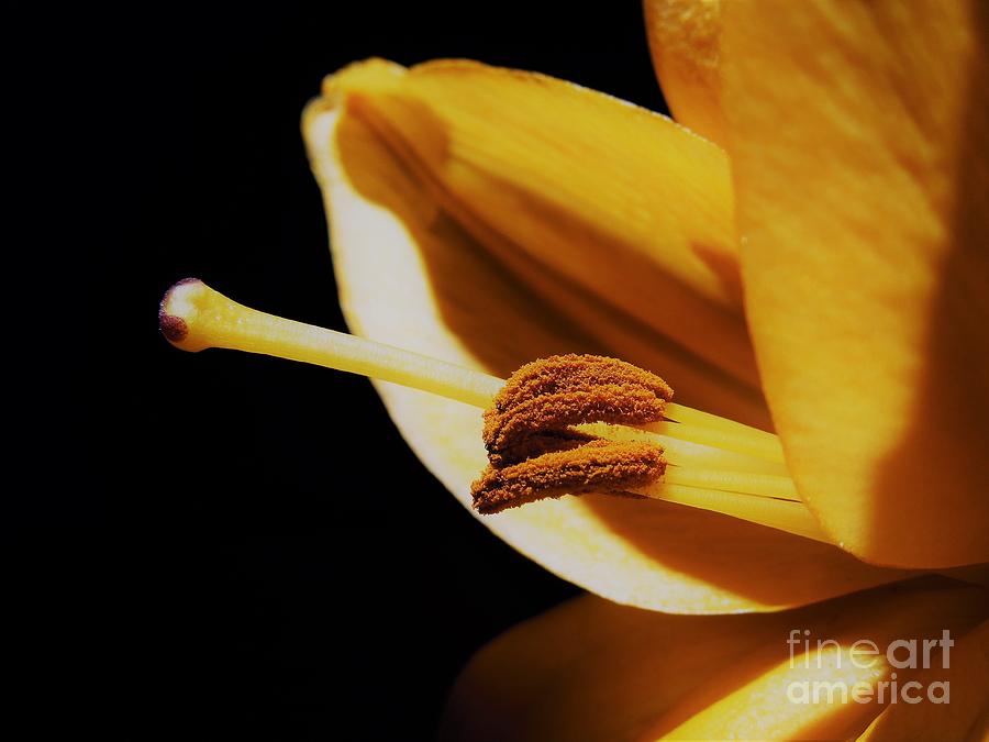 Passionate Yellow Lily Photograph by Chad and Stacey Hall