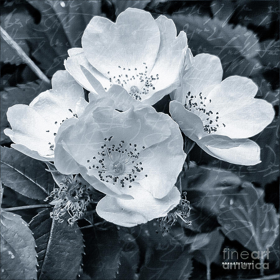 Past And Present Roses Bw Digital Art