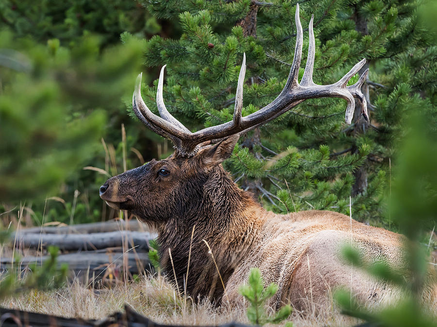 Past His Prime Photograph by Derek Haller - Fine Art America