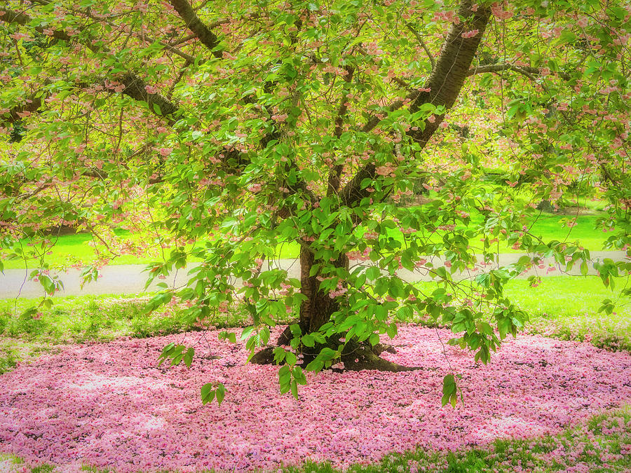 Past its prime- Cherry blossoms. Photograph by Usha Peddamatham