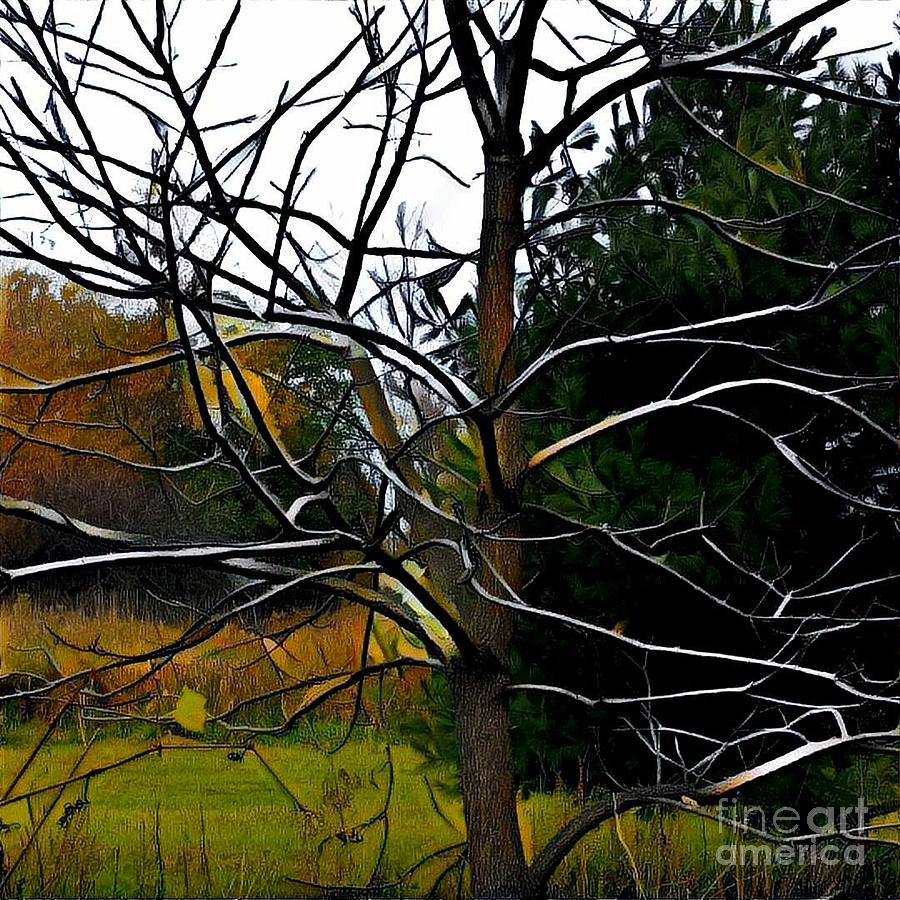 Past the Branches by Diane Miller Past the Branches by Diane Miller